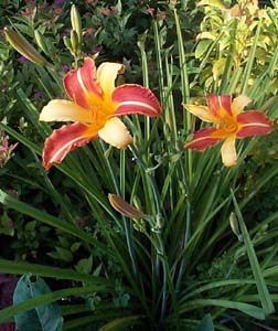 Hemerocallis 'Frans Hals'