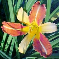 Hemerocallis 'Frans Hals'