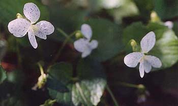 Viola cucullata 'Freckles'