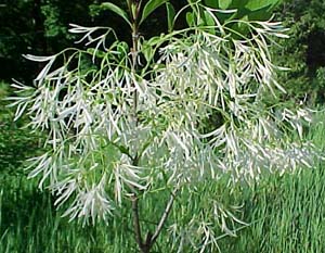 Chionanthus virginicus 