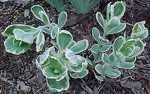 Sedum 'Frosty Morn'