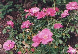 Rosa Meidiland 'Fucsia'