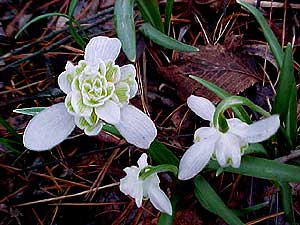 Galanthus nivalis 'Flore Pleno'