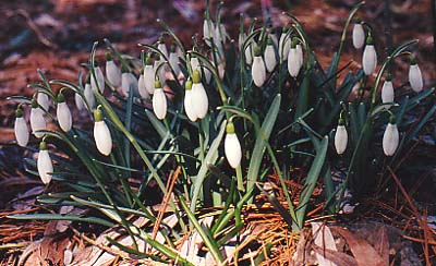 Galanthus nivalis 