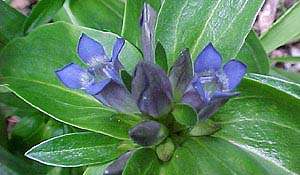 Gentiana cruciata 