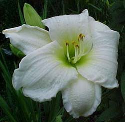 Hemerocallis 'Gentle Shepherd'