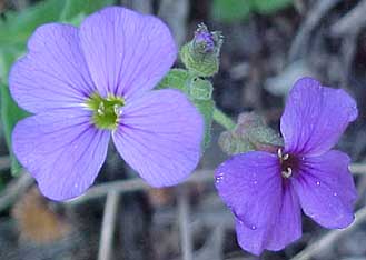 Geranium grandiflorum 