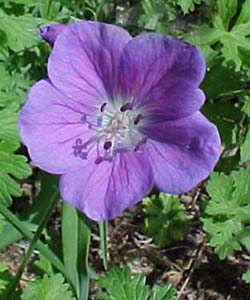 Geranium grandiflorum 