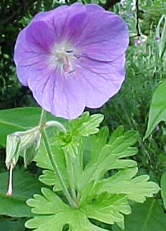 Geranium himalayense X pratense 'Johnson's Blue'