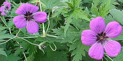 Geranium psilostemon 