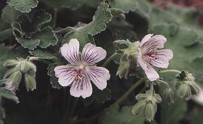 Geranium renardii 