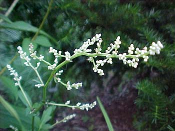 Artemesia lactiflora 'Ghuizo'