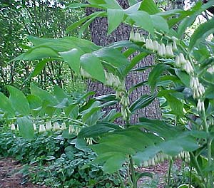 Polygonatum commutatum 