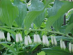 Polygonatum commutatum 