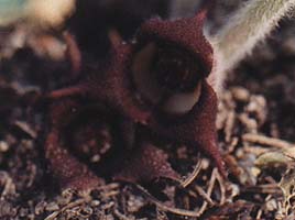 Asarum canadensis (species)