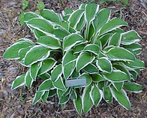 Hosta 'Gingko Craig'