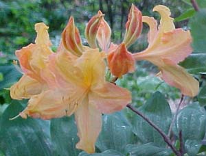 Rhododendron 'Golden Lights'