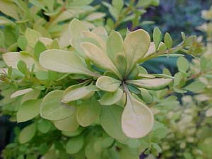 Berberis thunbergii 'Aurea'