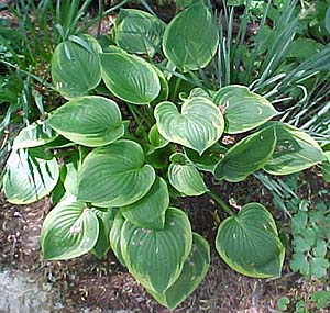 Hosta 'Gold Crown'