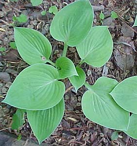 Hosta 'Gold Drop'