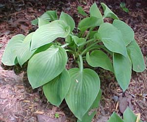 Hosta 'Gold Edger'