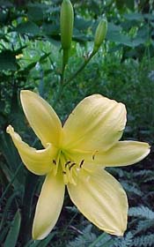 Hemerocallis 'Golden Chimes'