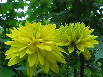 Rudbeckia lacinata hortensia 'Goldquelle'