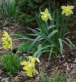 Narcissus pseudonarcissus 'Golden Harvest'