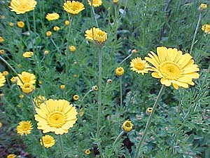 Anthemis tinctoria 