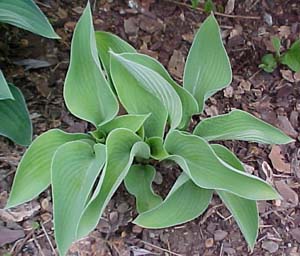 Hosta 'Golden Medallion'