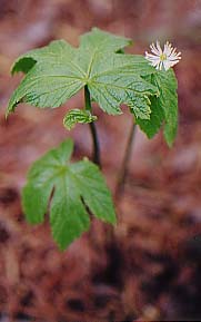 Hydrastis canadensis 