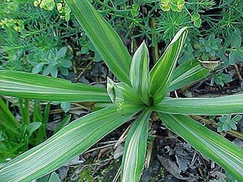 Yucca filamentosa 'Golden Sword'