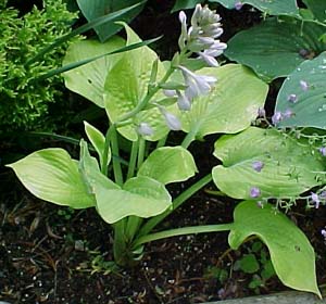 Hosta 'Golden Waffles'