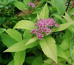 Spiraea 'Goldflame'