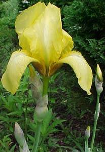 Iris germanica Unknown