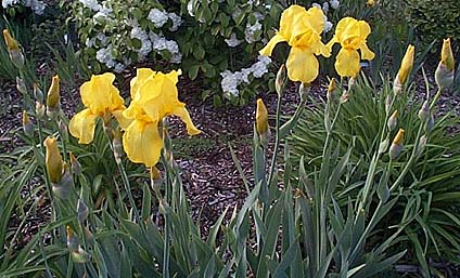 Iris germanica Unknown