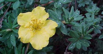 Potentilla fruticosa 'Yellow Glory'