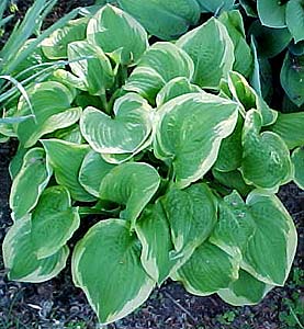 Hosta 'Gold Standard'