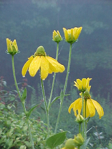 Rudbeckia goldsturm Unknown