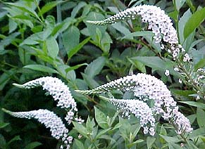 Lysimachia clethroides (species)