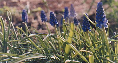 Muscari armeniacum 