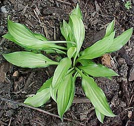 Hosta 'Green Eyes'