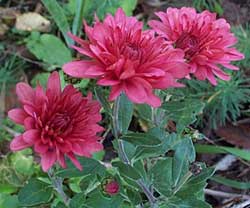 Dendranthemum syn. Chrysanthemum 'Grenadine'