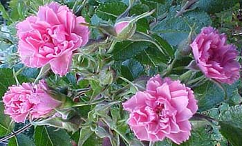 Rosa rugosa 'Pink Grootendorst'