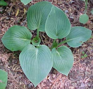 Hosta 'Hadspen Heron'