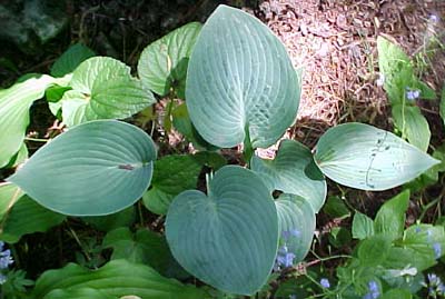 Hosta 'Halcyion'