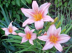 Hemerocallis 'Hall's Pink'