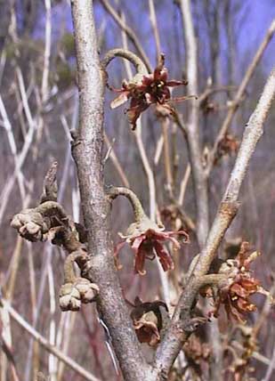 Hamamelis vernalis 