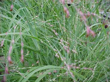 Molinia 'Hans Herns'