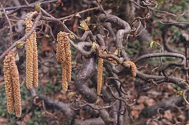 Corylus avellana 'Contorta'